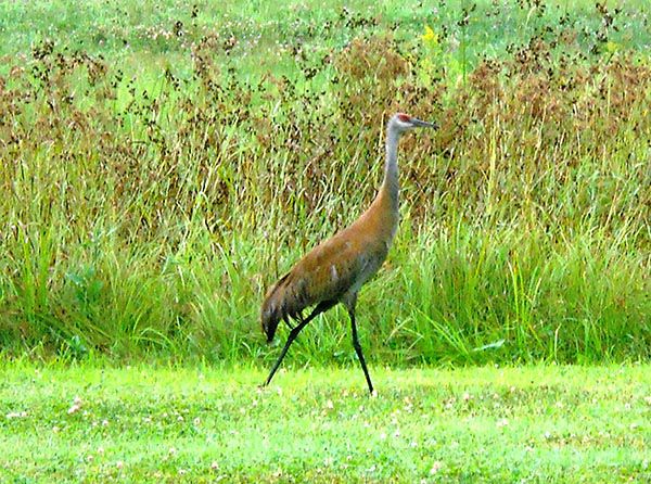 Jennie Hakes submitted this photo taken by her husband, Steve Hawrysh, and said, “Have had a mama, daddy and young sandhill all summer. They are bold enough to walk down our driveway right in front of the house.